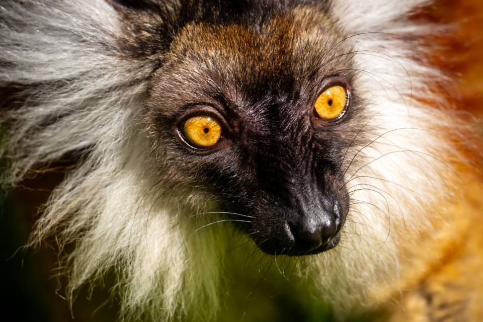 ZOO Planckendael / Jonas Verhulst