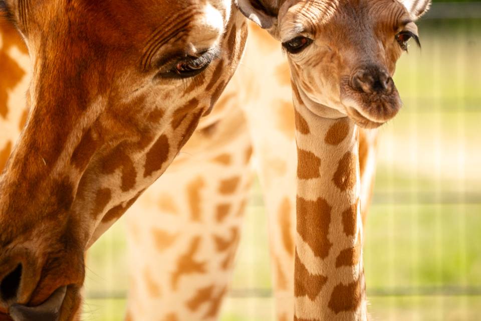ZOO Planckendael / Jonas Verhulst