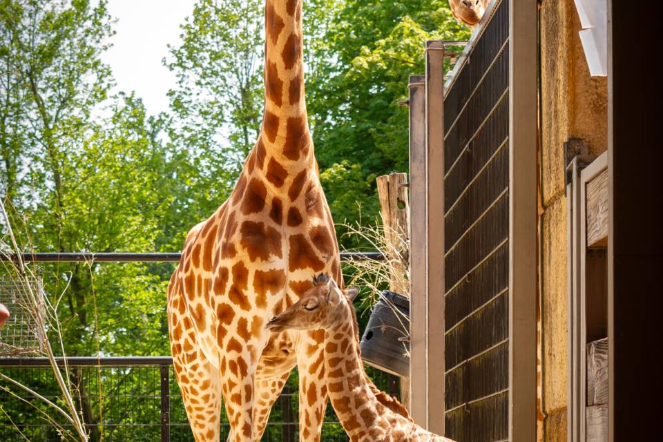 ZOO Planckendael / Jonas Verhulst