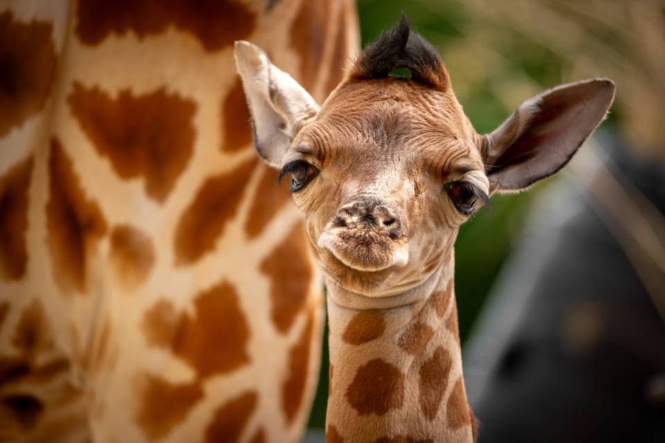 ZOO Planckendael / Jonas Verhulst