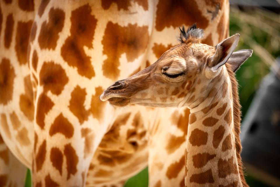 ZOO Planckendael / Jonas Verhulst