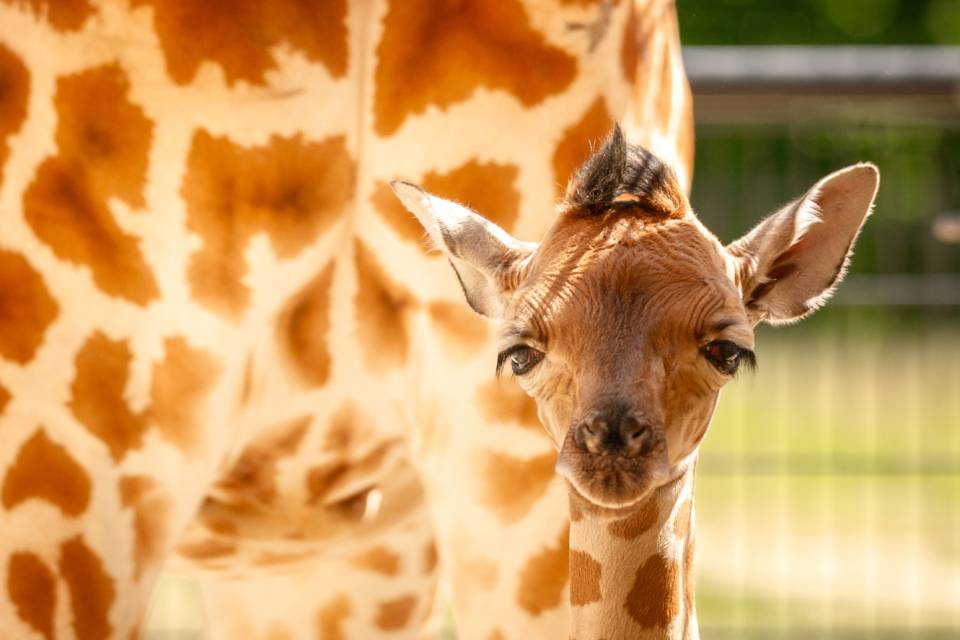 ZOO Planckendael / Jonas Verhulst