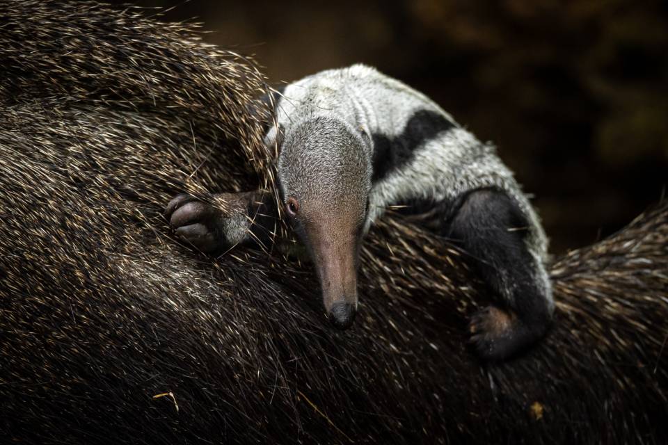 ZOO Planckendael / Jonas Verhulst