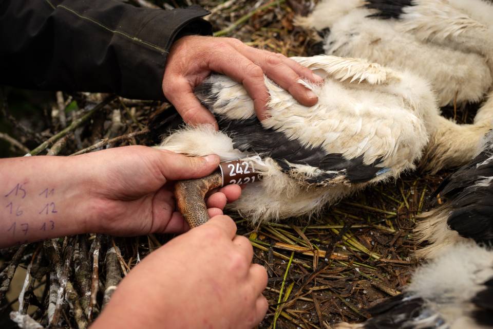 ZOO Planckendael / Jonas Verhulst