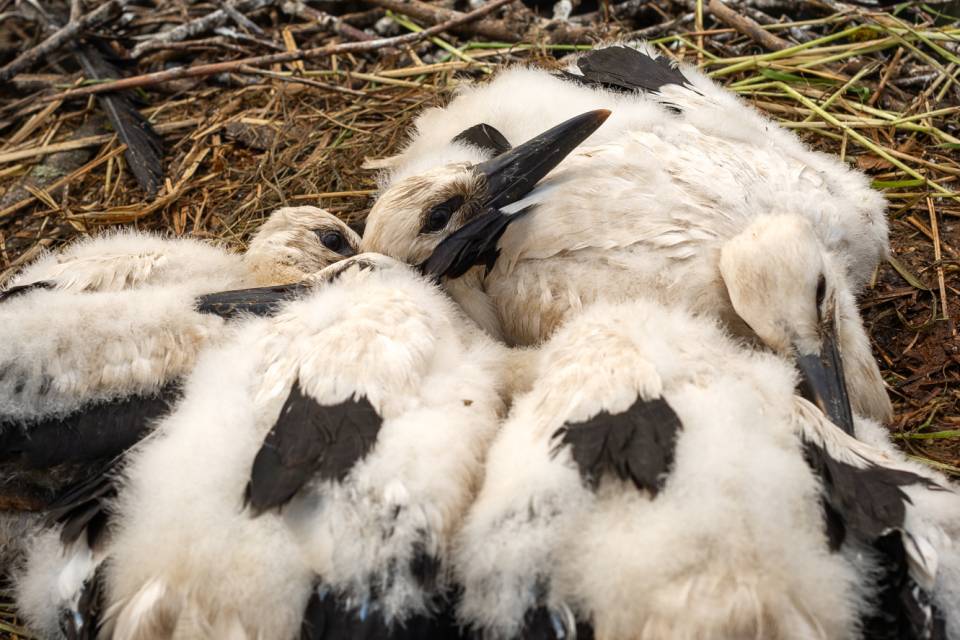 ZOO Planckendael / Jonas Verhulst
