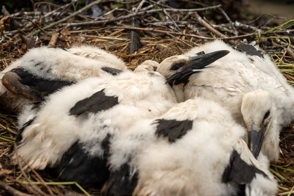 ZOO Planckendael / Jonas Verhulst