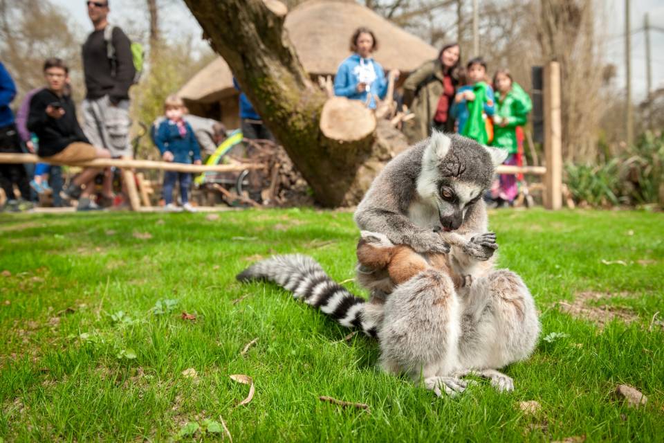 ZOO Planckendael / Jonas Verhulst