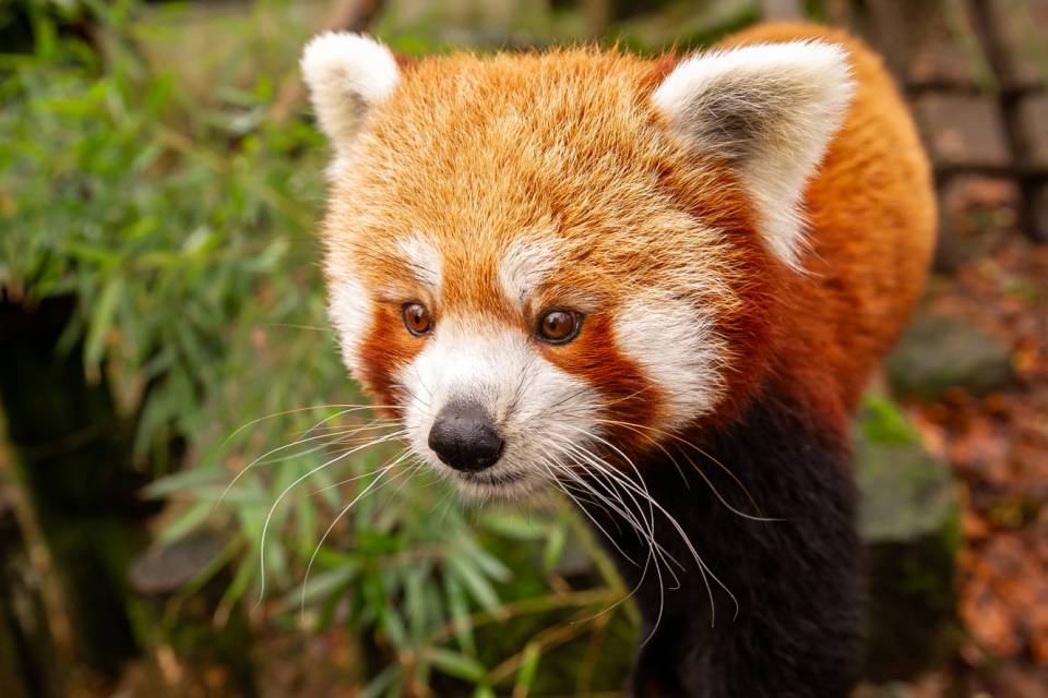 ZOO Planckendael - Jonas Verhulst