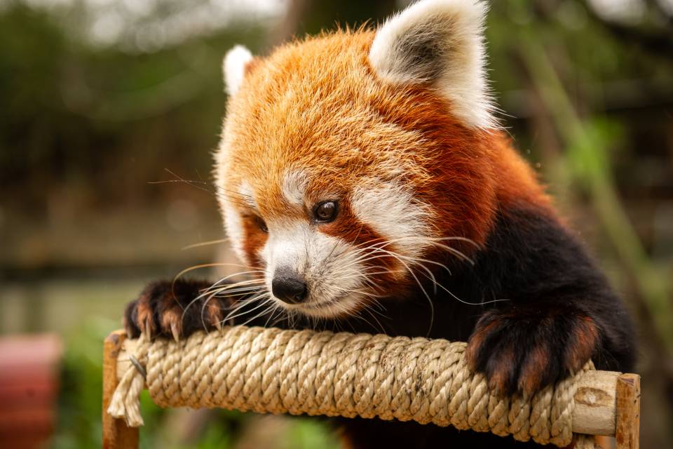 ZOO Planckendael - Jonas Verhulst