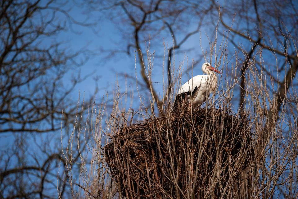 ZOO Planckendael / Jonas Verhulst