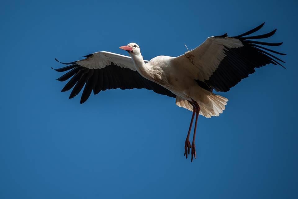 ZOO Planckendael / Jonas Verhulst