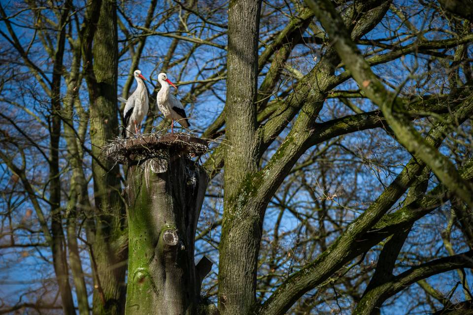 ZOO Planckendael / Jonas Verhulst