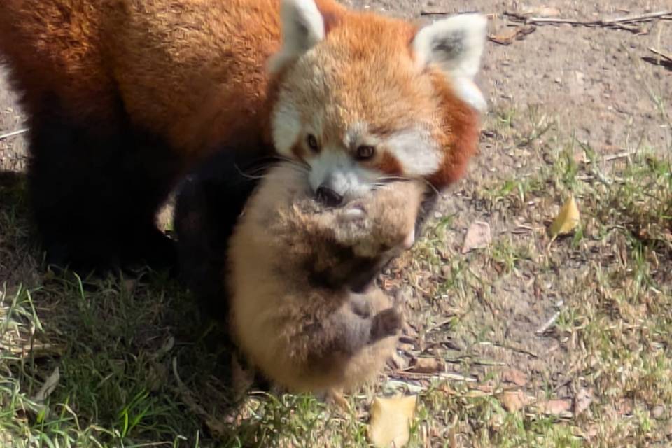 ZOO Planckendael