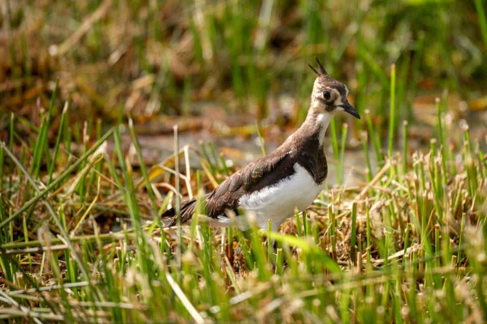 ZOO Planckendael - Jonas Verhulst