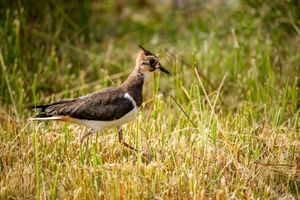 ZOO Planckendael - Jonas Verhulst