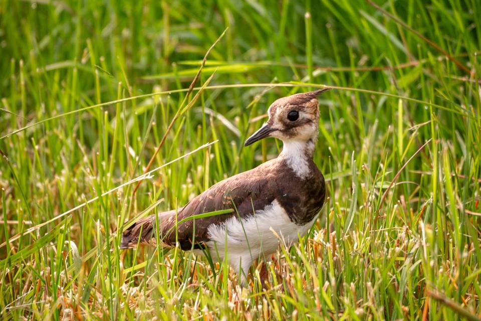 ZOO Planckendael - Jonas Verhulst