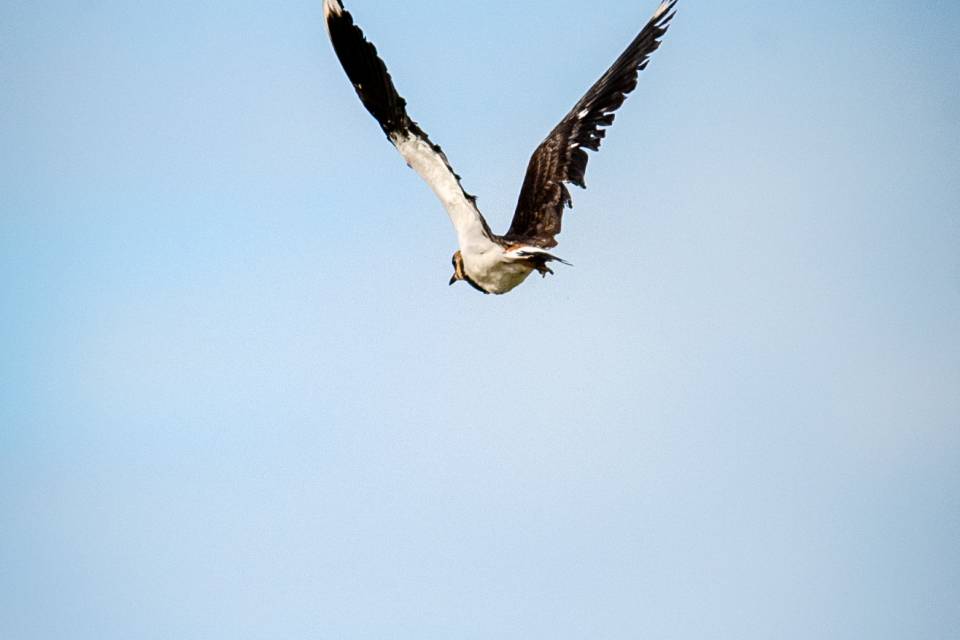 ZOO Planckendael - Jonas Verhulst