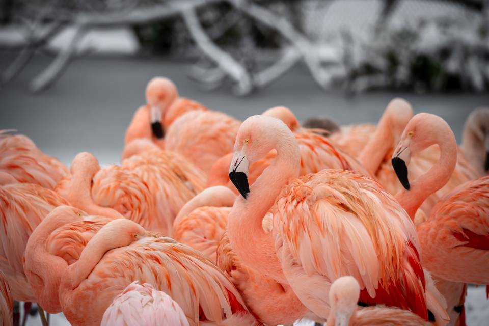 ZOO Planckendael / Jonas Verhulst