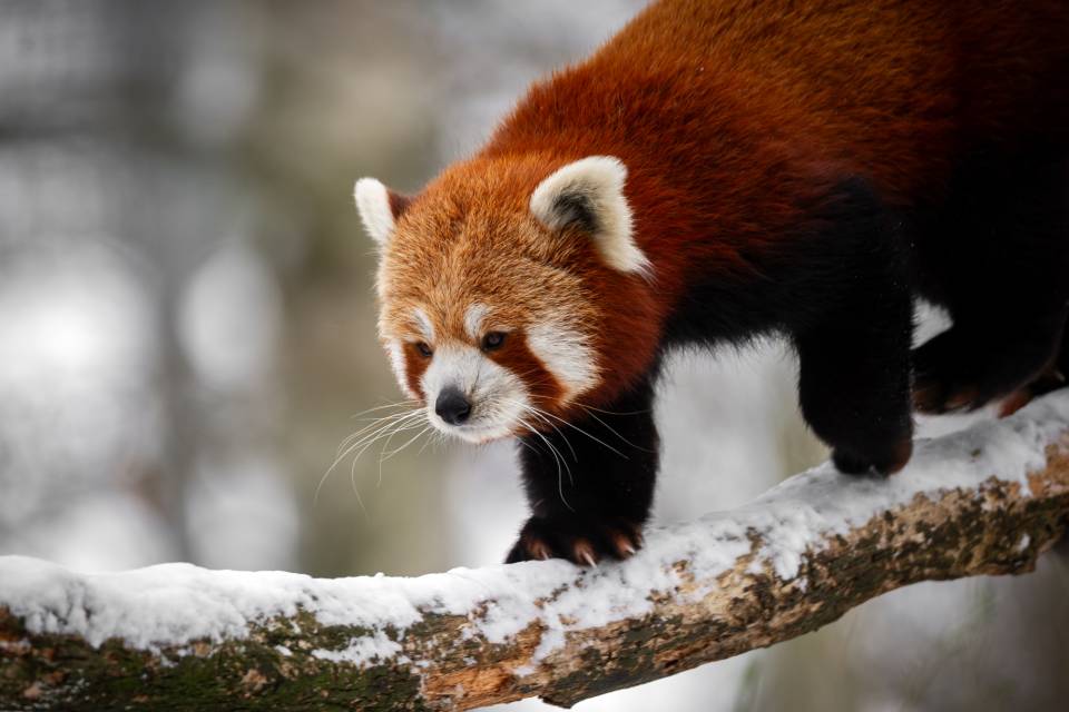 ZOO Planckendael / Jonas Verhulst