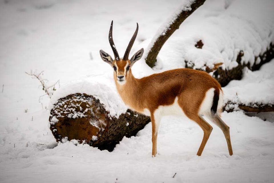 ZOO Planckendael / Jonas Verhulst