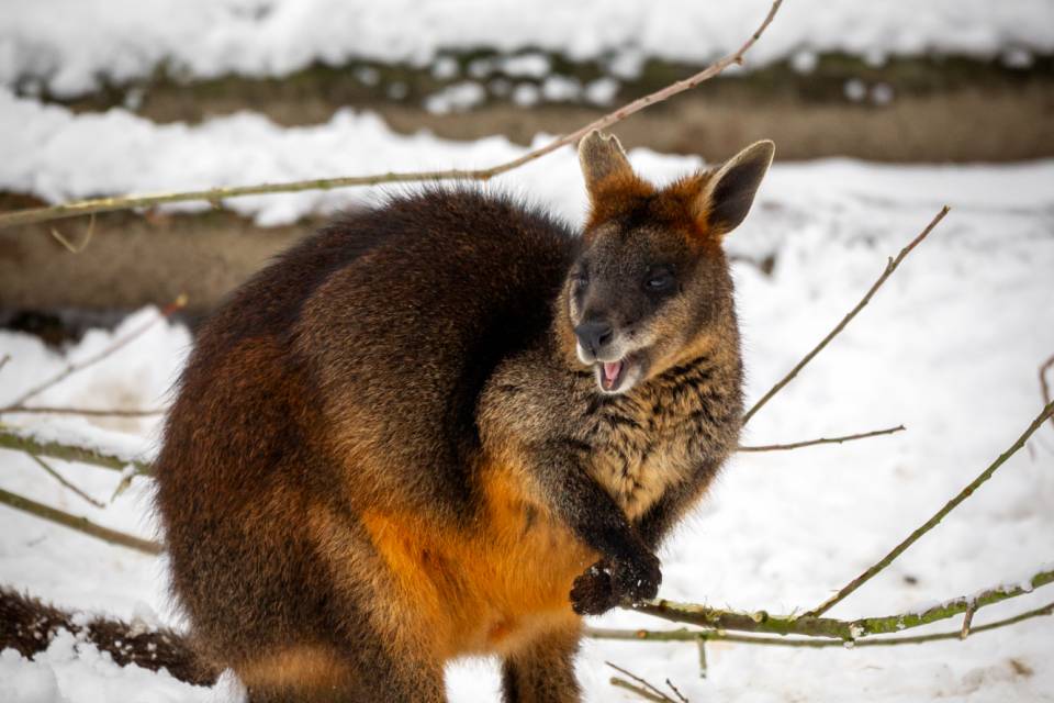 ZOO Planckendael / Jonas Verhulst