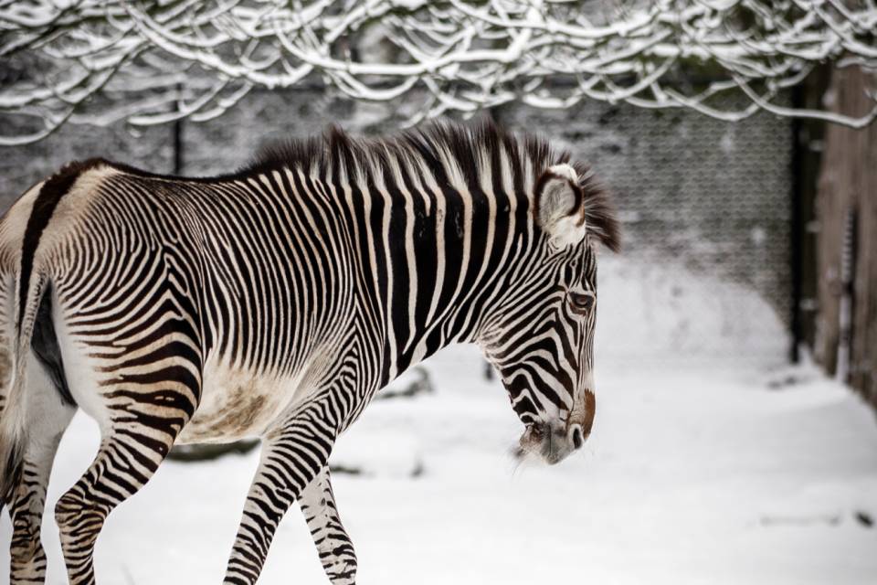 ZOO Planckendael / Jonas Verhulst
