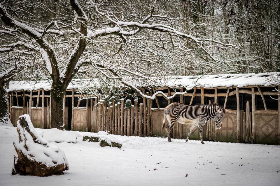 ZOO Planckendael / Jonas Verhulst