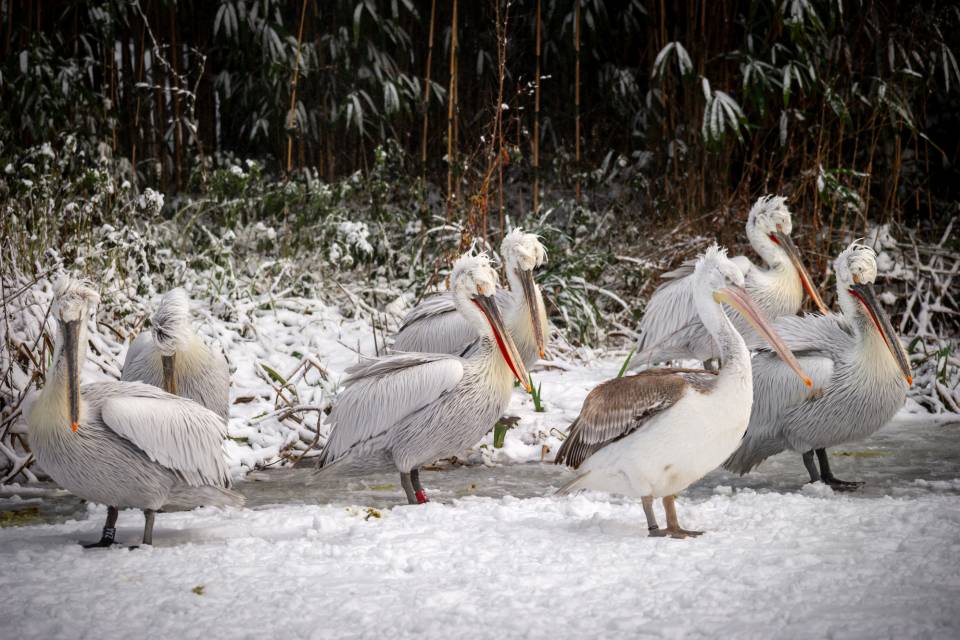 ZOO Planckendael / Jonas Verhulst