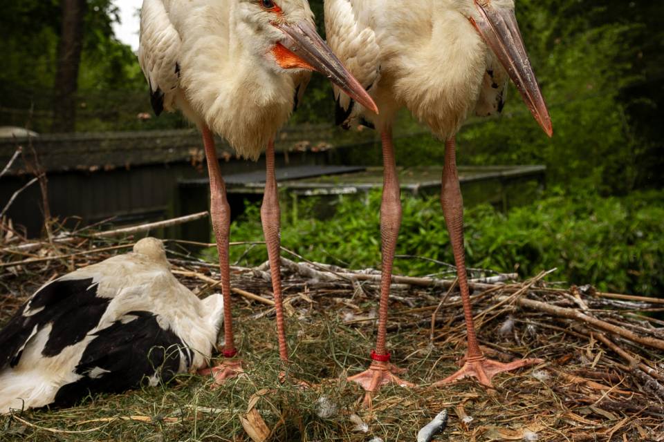 ZOO Planckendael / Jonas Verhulst