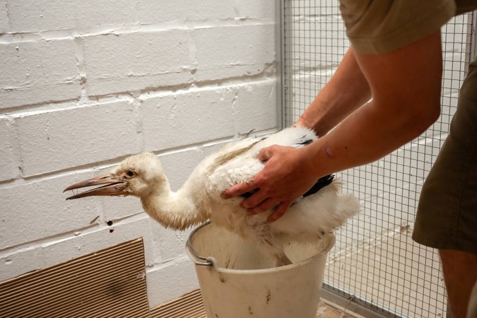 ZOO Planckendael / Jonas Verhulst