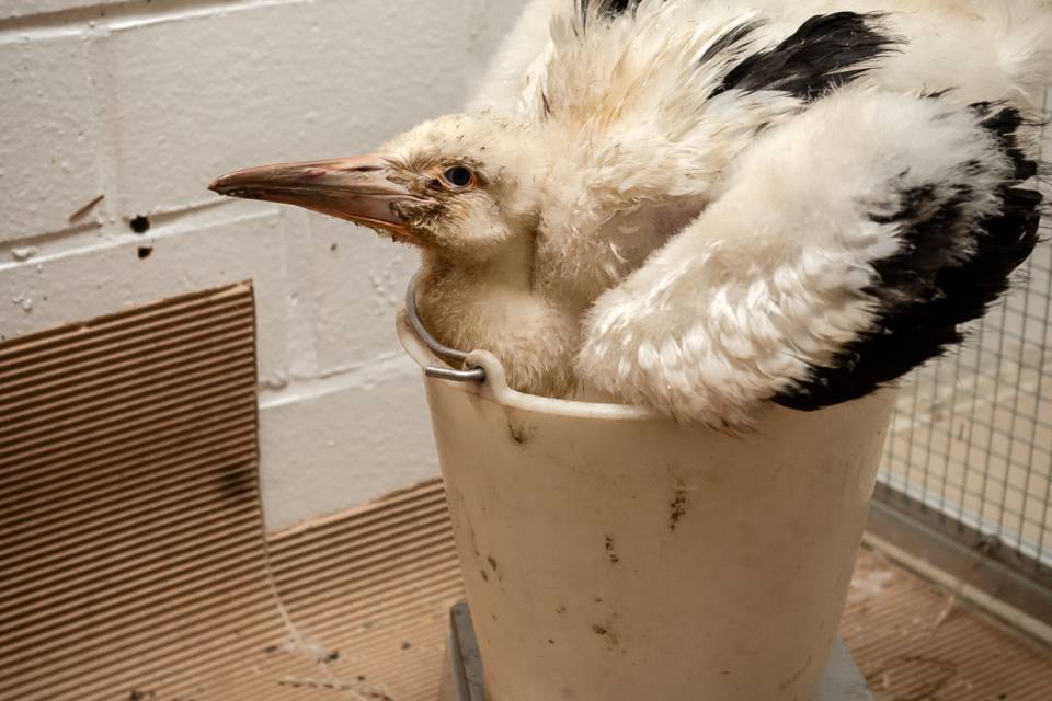 ZOO Planckendael / Jonas Verhulst