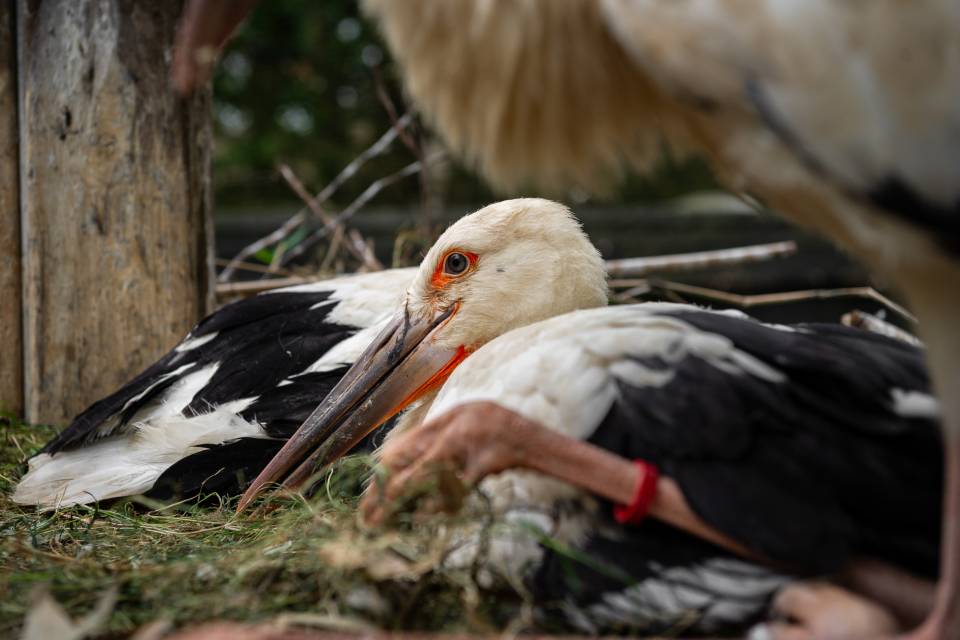 ZOO Planckendael / Jonas Verhulst