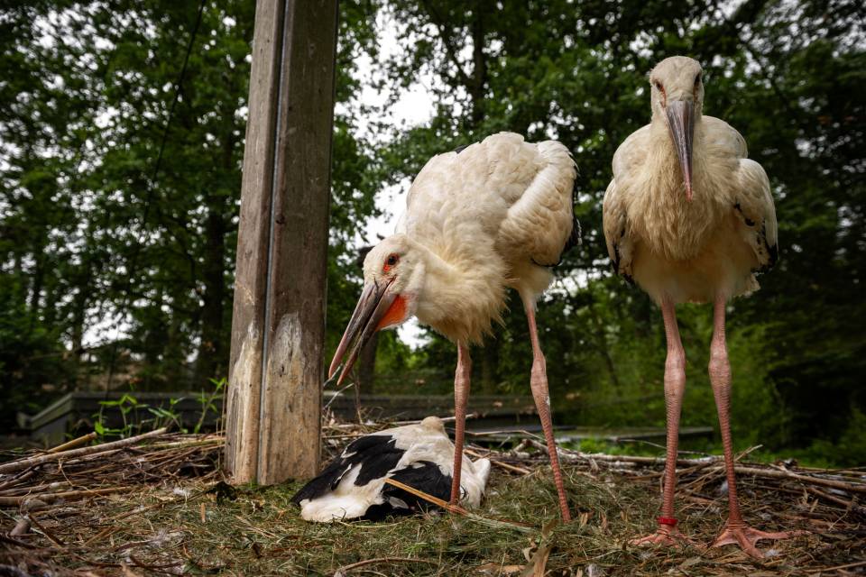 ZOO Planckendael / Jonas Verhulst