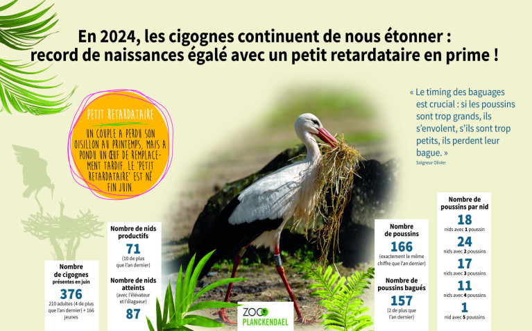 Chiffres cigognes ZOO Planckendael 2024