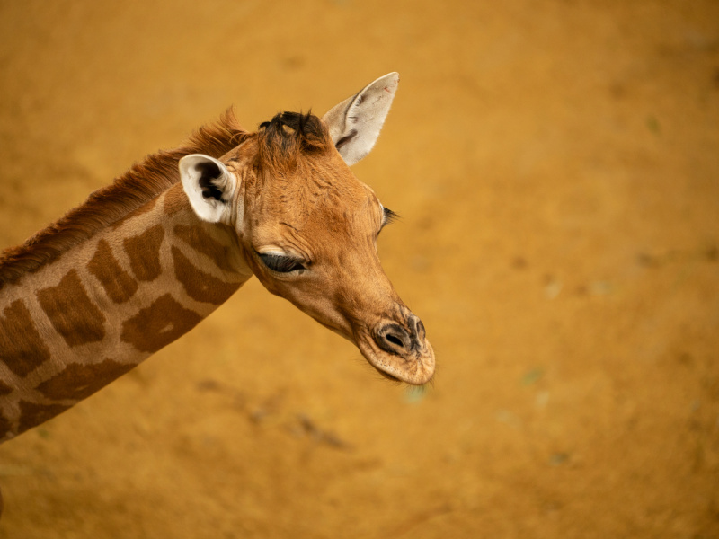  Groot kleintje op de wereld gezet: babygiraf geboren in ZOO Planckendael