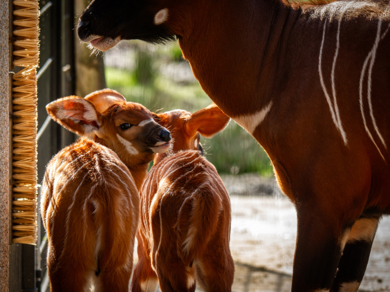 Double bonne nouvelle chez les rarissimes bongos des montagnes du ZOO Planckendael
