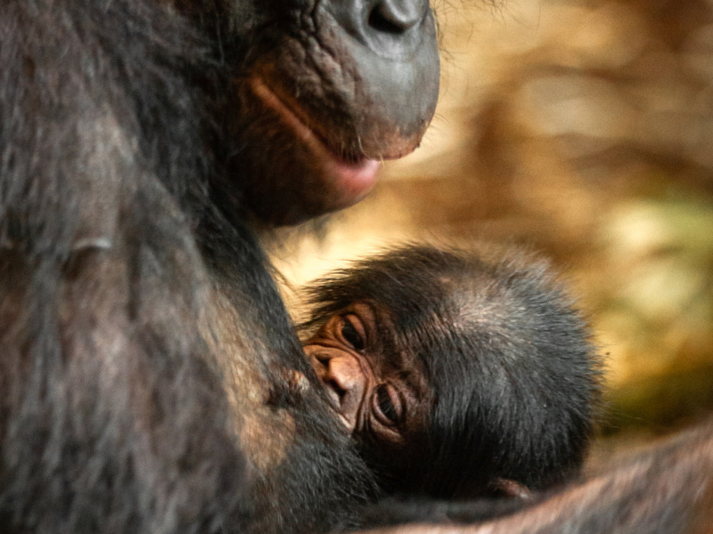 ZOO Planckendael verwelkomt pasgeboren bonobo
