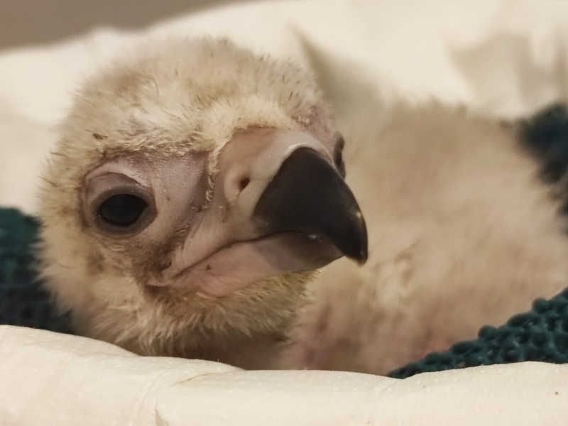 Naissance et adoption de poussins chez les vautours moines du ZOO Planckendael : "Un très bon cru dont nous sommes particulièrement fiers !