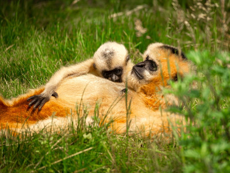 Premiers pas en plein air pour le bébé gibbon du ZOO Planckendael