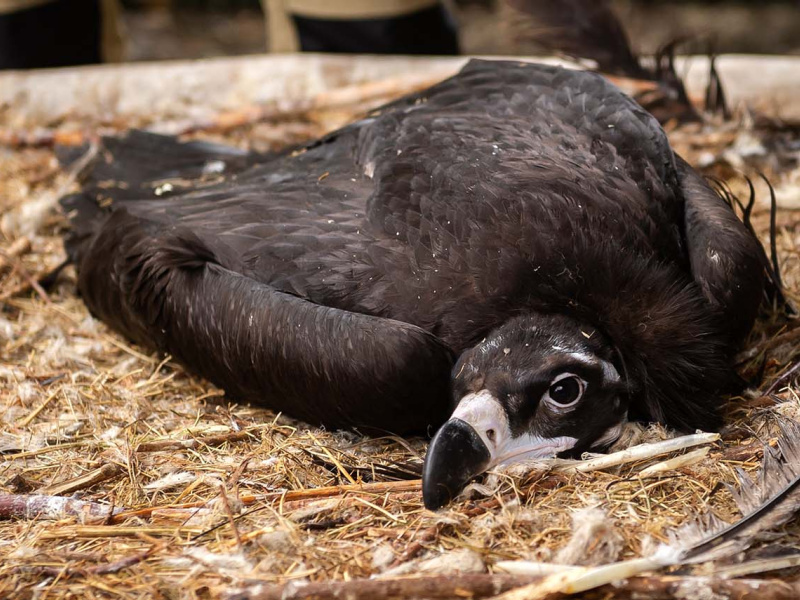 Le ZOO Planckendael relâche des vautours moines dans la nature 