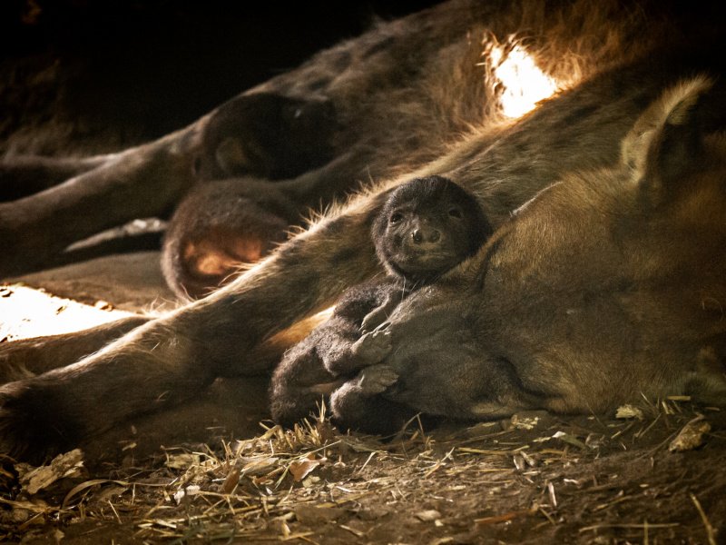 SCOOP : Deux bébés hyènes tachetées font la joie du ZOO Planckendael