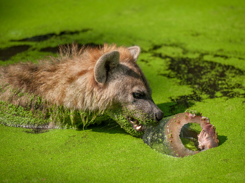 IJsjestijd in ZOO Planckendael