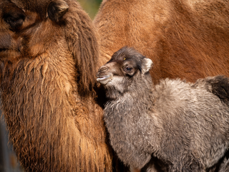 Twee nieuwe bultjes in ZOO Planckendael: kameel Zanna geboren