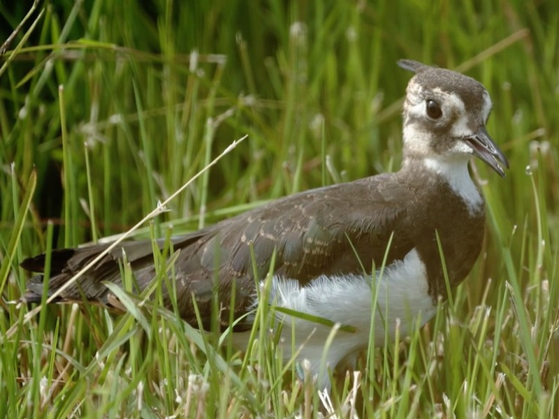 ZOO Planckendael laat kwetsbare kieviten vrij in natuurgebied De Zegge