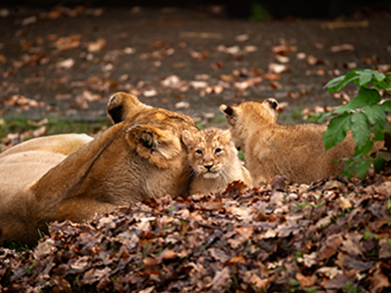 Tweeling Aziatische leeuwenwelpjes piepen voor het eerst buiten in ZOO Planckendael
