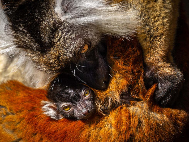 Nouvelle frimousse repérée au ZOO Planckendael : un lémur noir est né