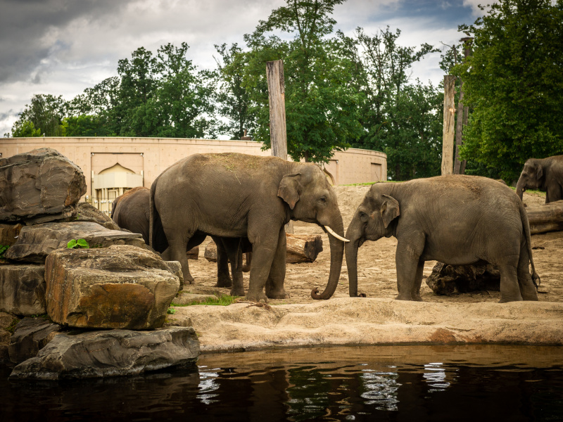 Gewichtig en verrassend nieuws uit ZOO Planckendael: Aziatische olifant May Tagu is zwanger!
