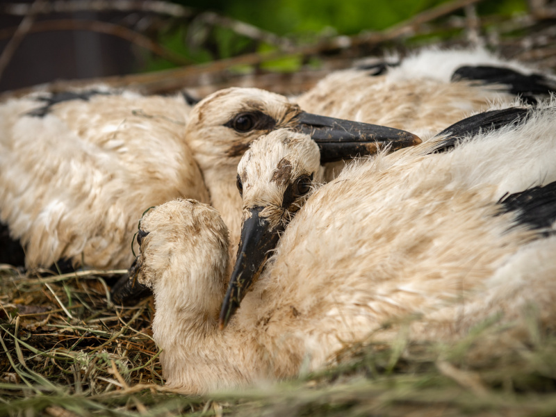 ZOO Planckendael ringt zijn pasgeboren ooievaarskuikens van 2024