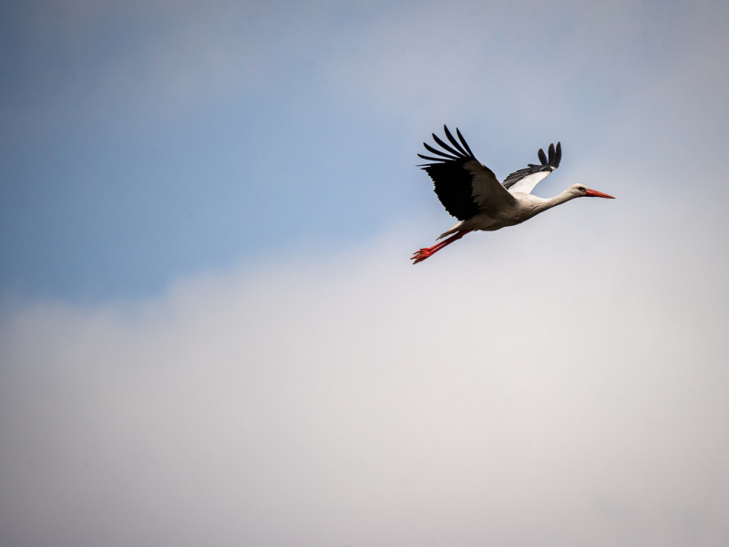 Le ZOO Planckendael bague un nombre record de cigogneaux