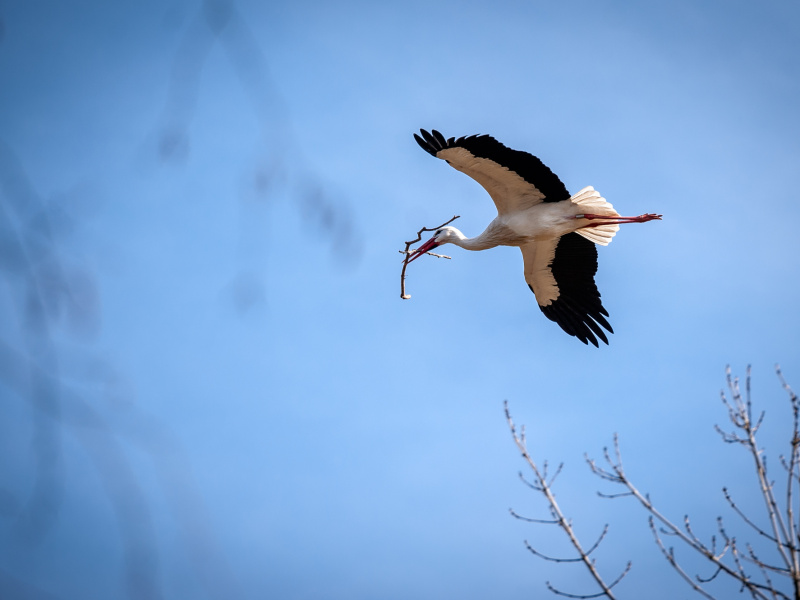 Les premières cigognes de l’année sont rentrées au ZOO Planckendael